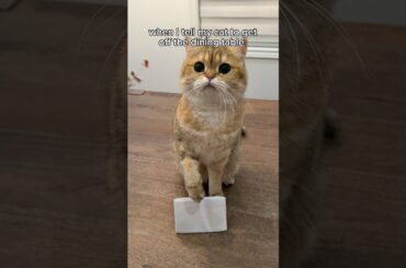 it's either the dining table or the kitchen counter 🙄 #cat