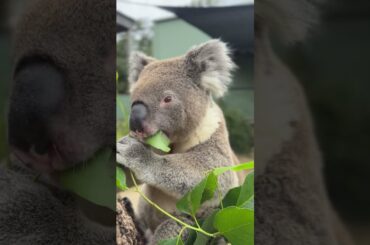 Fine dining 🌿  #symbiowildlifepark #wildlife #koala