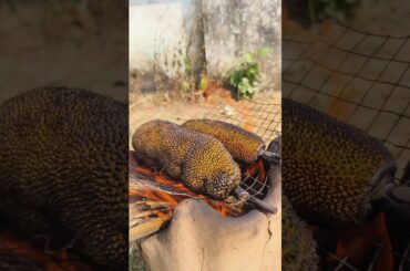 Village Baby Jackfruit Sambol Recipe 🤤#shorts #fruit #delicious #cooking #jackfruit