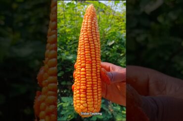 Roasted Corn 🌽 ||#shorts #food #corn #shortvideo #shortsfeed #cooking #fruit #sisbacooking