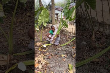 Village Style Man Kochu with Fish Head 🐟#shorts #recipe #cooking 🌿