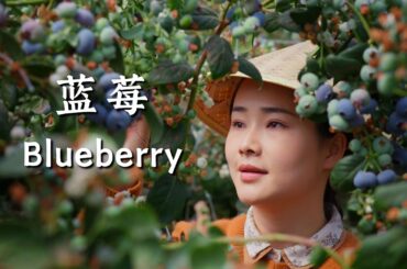 Yunnan Blueberries — plateau “sapphires” bringing juicy sweetness to the table.【滇西小哥】