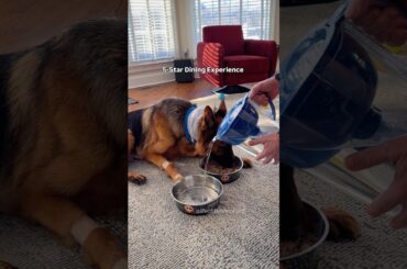 ⭐️⭐️⭐️⭐️⭐️ Will be back. #germanshepherd #dog #finedining
