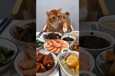 Cat tum dining table se hat jao😀#shorts #cat #reels #comedy