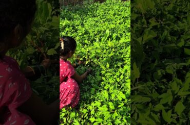 Village Style Ambadi Dal 💚 #shorts #cooking