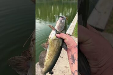 Super easy fish recipe #fishing #cooking #outdoors