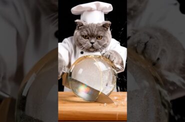 Cat Chef Cuts Glass Orange 🍊 Perfect ASMR Loop