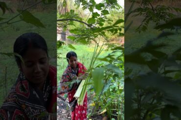 Simple Village Style Taro Greens Curry  #cooking #recipe #food #viral #villagelife #explore