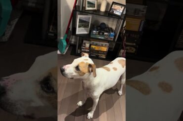 From 200 days in a shelter to fine dining—I’ll spoil him so he never remembers being unloved ❤️ 🐶