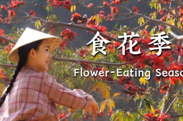 Flower Eating Season | How Many Flowers Do People Eat in Spring?【滇西小哥】