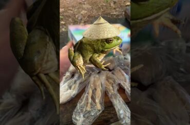 Cookin Chinese frogs #fishing #cooking #outdoors