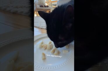 Fine Dining With My Cat