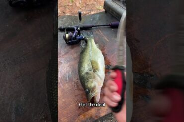 Cooking smoked bass #fishing #cooking #outdoors #kastking