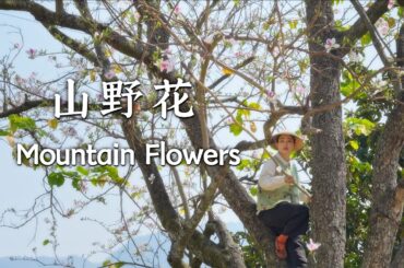 April in Yunnan is a paradise for eating wild mountain greens.【滇西小哥】