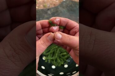 Eating sea grapes #fishing #cooking #outdoors