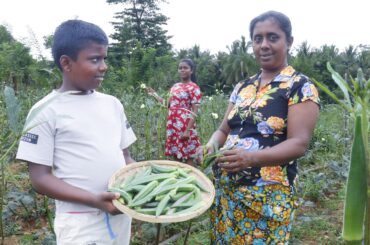 Village Style Okra Cooking The Traditional Sri Lankan Method
