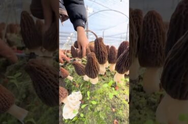 Morel mushrooms are all the rage right now in fine dining🍄‍🟫 Did you know how they’re harvested?🤯