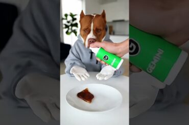 Fine Dining, Furry Stylin’ 🐾👔​#DogLife#Pets#DogVibes#PuppyLove #PetContent #funnydogs #chihuahualife