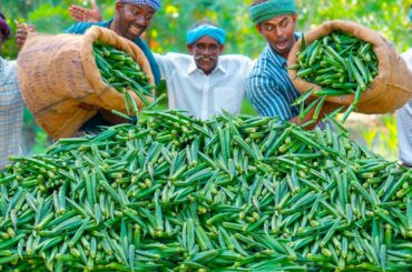 LADY FINGER CHIPS | Fried Lady Finger Recipe Cooking in Village | Okra Recipe Vendakkai Mor Kulambu