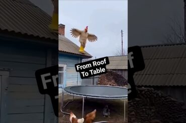 Roof To Table Check Out This Indoor & Barbecue Flattop Grill