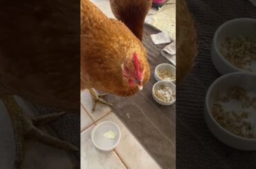 Yoghurt for the probiotics. Audrey has fine dining manners to use a serviette (well…🤣)