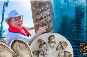 Dibba Bay Oysters | From Ocean to Fine Dining 🦪🌊