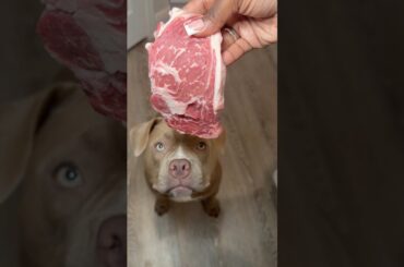 ASMR Cooking Steak Breakfast For My Dogs #puppy #cooking #easyrecipe #dogsofyoutube #steak #viral