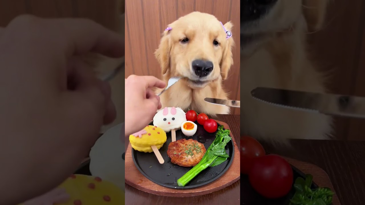 Fine Dining for the Goodest Girl! 🐾✨😱 #shorts #viral #puppy #foryou Fine Dining for the Goodest Girl! 🐾✨😱 #shorts #viral #puppy #foryou