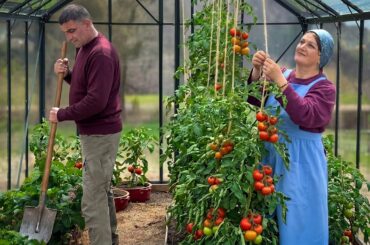 Living In Mountains: Greenhouse And Strawberry Cooking