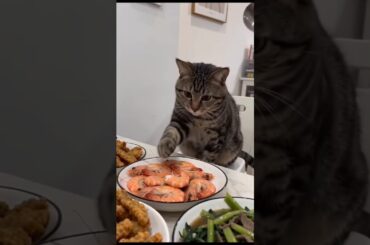 cat you go away from the dining table 😁 #shorys #comedy #cat