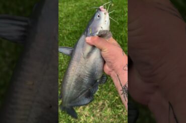 Cooking catfish ramen #fishing #cooking #outdoors