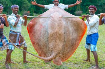 200 Pounds BIG STINGRAY | Cutting & Eating in Village | Village Fish Curry Recipe | Tasty Fish Fry