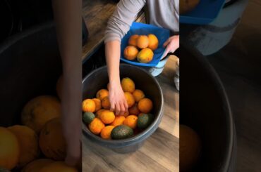 How often do you drink orange juice? #shorts #fyp #egg #cooking #breakfast #burrito #food #easy
