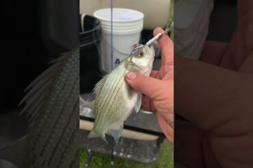 Cooking bass tempura #fishing #cooking #outdoors