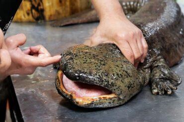 Chinese Street Food - GIANT SALAMANDER Cooked 8 Ways Xiamen Seafood China