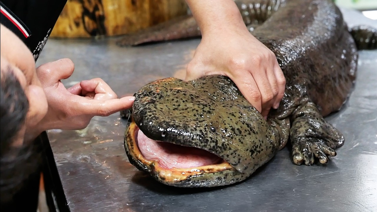 Chinese Street Food – GIANT SALAMANDER Cooked 8 Ways Xiamen Seafood China Chinese Street Food - GIANT SALAMANDER Cooked 8 Ways Xiamen Seafood China