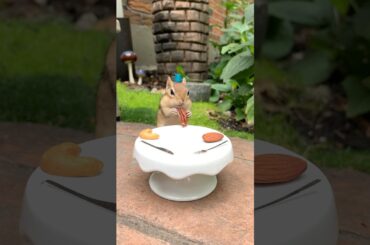 Fine Dining #backyardwildlife #chipmunk #cute