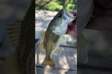 Cooking a fish eggroll #fishing #cooking #outdoors