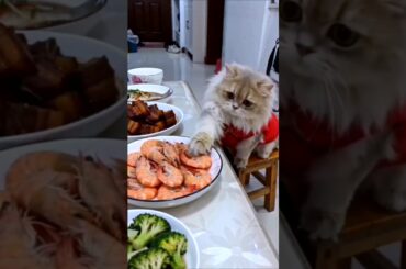 cat tum dining table se hat jao 😄 #comedy #viral #cat #shorts