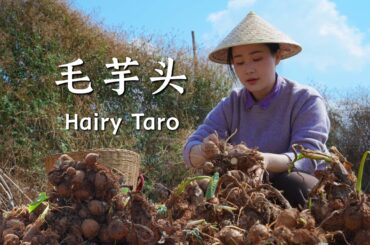 Yunnan mountain taro: one taro, a hundred flavors, warming every meal.【滇西小哥】