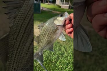 Taco Bell fish #fishing #cooking #outdoors