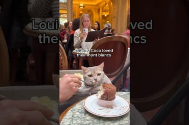 Dining in Paris with real life Aristocats 🇫🇷