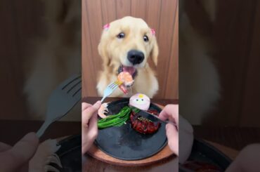 🐾 A True Fine Dining Experience for a Good Girl! 👑😱 #shorts #viral #puppy #foryou
