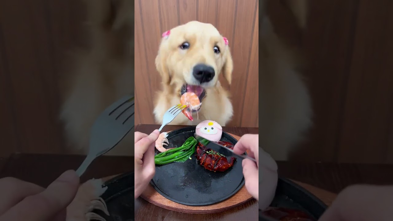 🐾 A True Fine Dining Experience for a Good Girl! 👑😱 #shorts #viral #puppy #foryou 🐾 A True Fine Dining Experience for a Good Girl! 👑😱 #shorts #viral #puppy #foryou