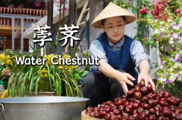 Water Chestnuts — “Snow Pears” Grown Beneath the Fields【滇西小哥】