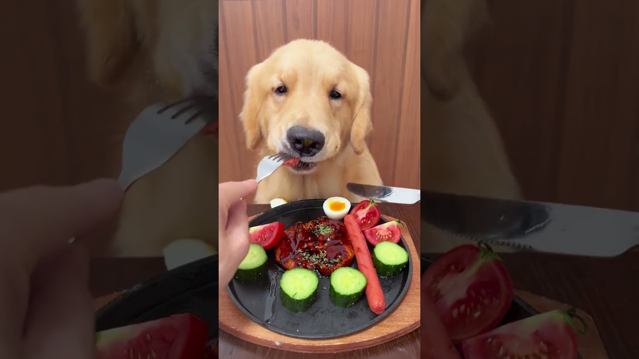 Cooper Gets the 5-Star Fine Dining Treatment! πΎπ½οΈπ± #shorts #viral #puppy #foryou Cooper Gets the 5-Star Fine Dining Treatment! πΎπ½οΈπ± #shorts #viral #puppy #foryou