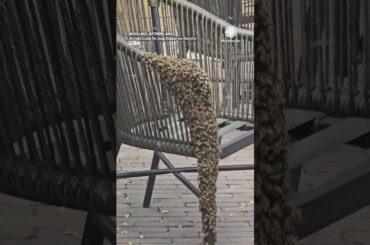 Bees Take Over Restaurant in Netherlands