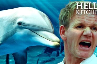 gordon finds gerald the dolphin | Full Episode | Hell's Kitchen