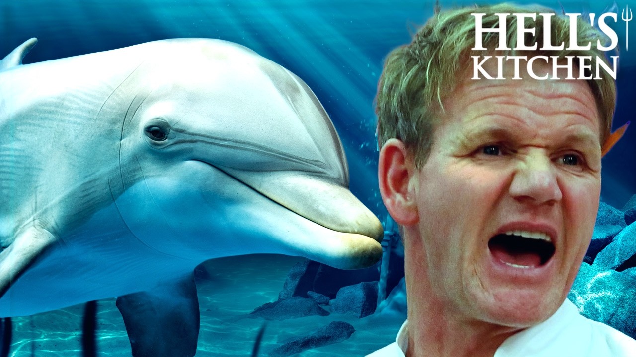 gordon finds gerald the dolphin | Full Episode | Hell’s Kitchen gordon finds gerald the dolphin | Full Episode | Hell's Kitchen