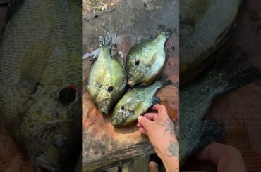 Cooking giant bream #cooking #fishing #outdoors